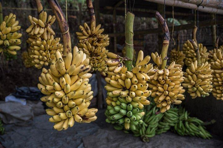 Einwegtour von Guayaquil nach Cuenca mit Cajas Park und Besuch einer Kakaofarm