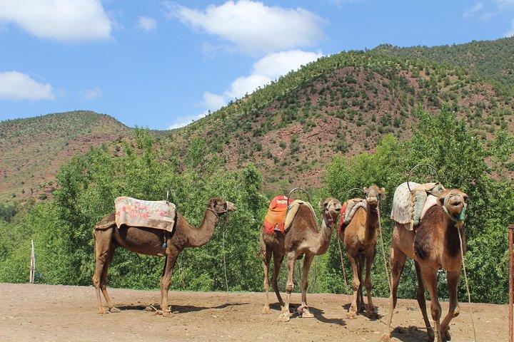 Marrakech naar het Atlasgebergte Dagtrip 3 Valleien en kameelrit