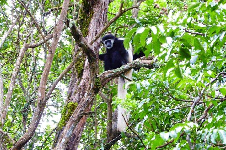Da Arusha: tour di un giorno del Monte Kilimangiaro