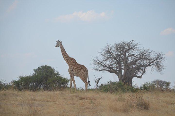 Tres días en el cráter del Ngorongoro, el lago Manyara y el Parque Nacional Taragire (unirse)