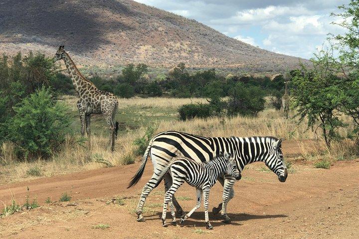 Exquisito Safari Pilanesberg de día completo desde Johannesburgo