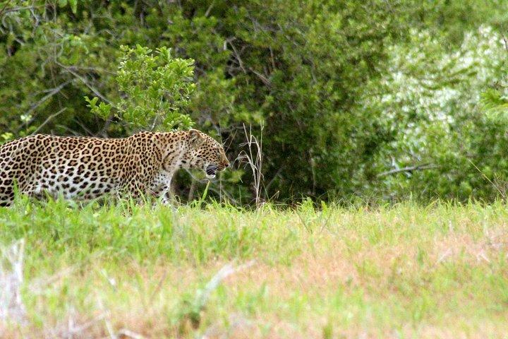 1-dages Ruaha National Park