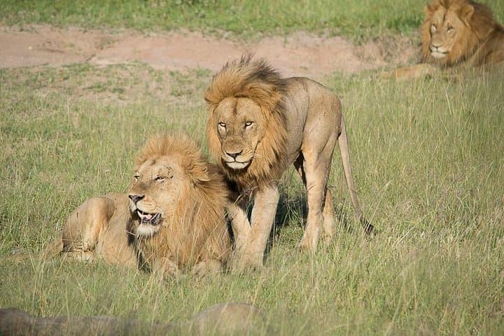 Private Full Day Safari l Kruger National Park from Hazyview or Skukuza
