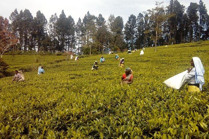 Trekking & Picknick in der Teeplantage von Ella, Haputale & Bandarawela