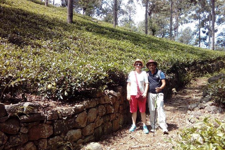 Trekking & Picknick in der Teeplantage von Ella, Haputale & Bandarawela