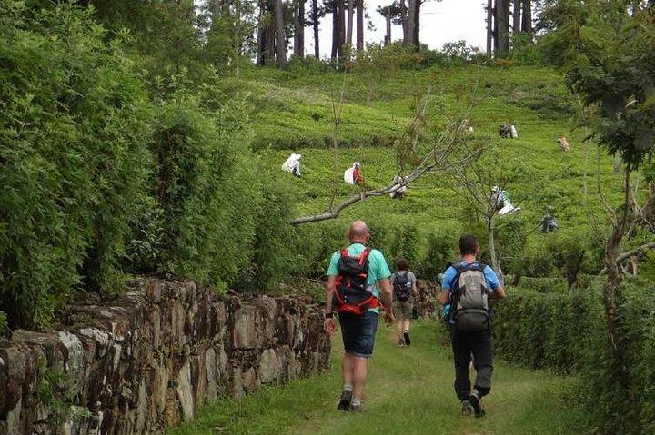 Trekking & Picknick in der Teeplantage von Ella, Haputale & Bandarawela
