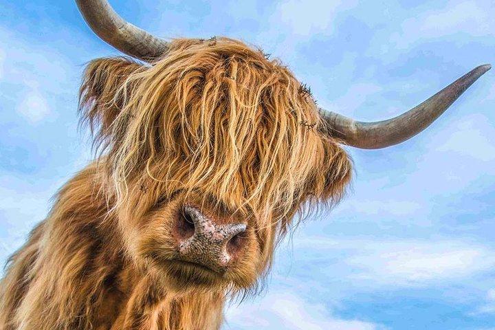 Castelo de Stirling: Loch Lomond e Trossachs National Park