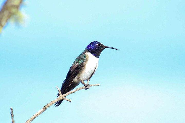 Birdwatching Tour in Cajas National Park from Cuenca