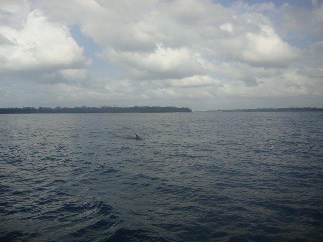 Tour completo di delfini e snorkeling da Diani Beach, Mombasa