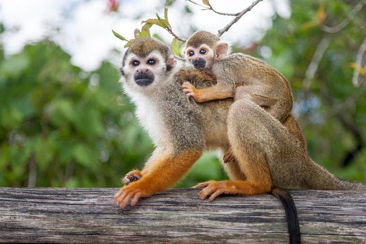 Excursion-safari à Monkeyland et dans une plantation au départ de Punta Cana