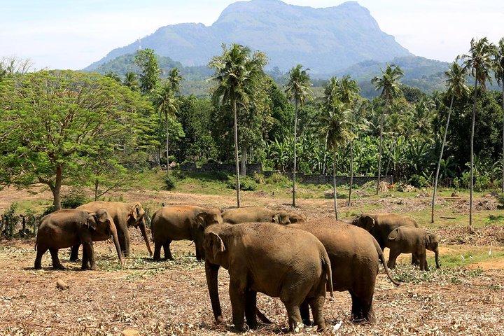 ニゴンボからヤラとクマナ国立公園への2日間ツアー