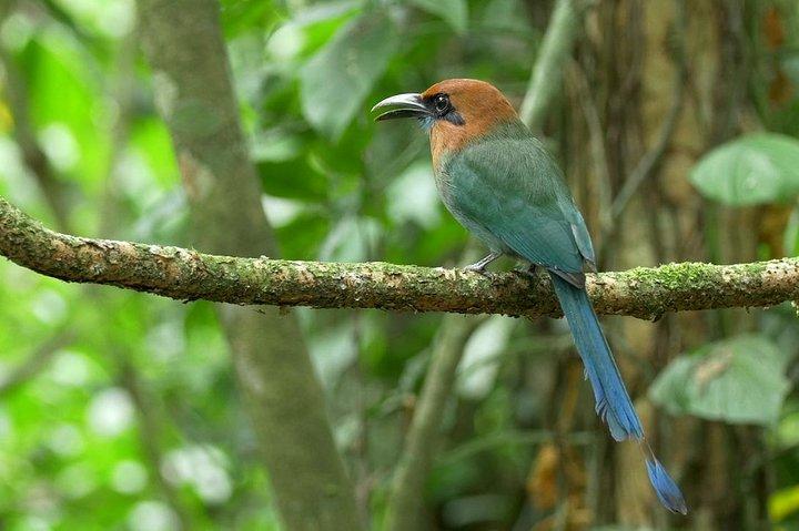 Arenal Hanging Bridges e La Fortuna Waterfall Nature Hike