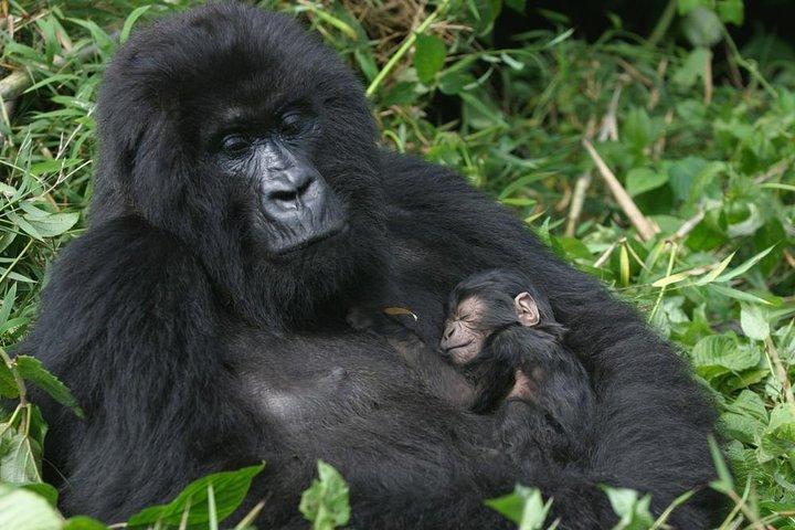Gorilla Tracking & Batwa Kultur Erfahrung