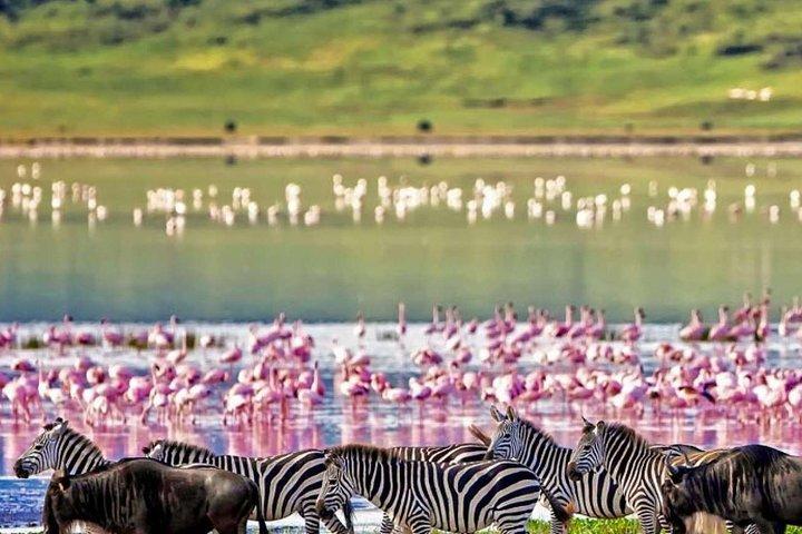 Ngorongoro Crater Day Tour