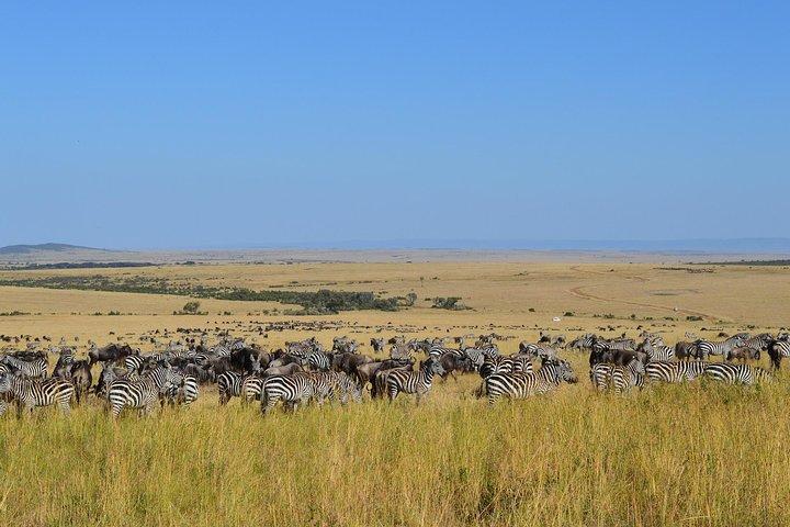 7 Tage Reiseroute durch Masai Mara, Nakuru, Amboseli, beide Tsavo und Mombasa