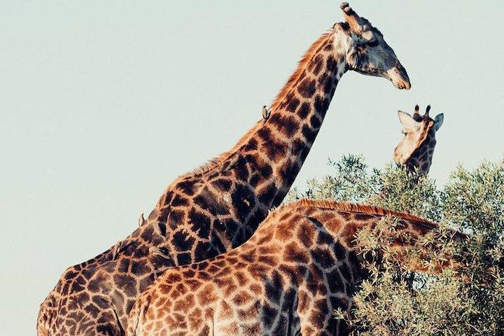9 dagars lyxig Kruger Park Safari & Cape Town Tour