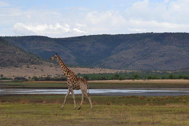 Pilanesberg National Park Full-Day Tour from Johannesburg
