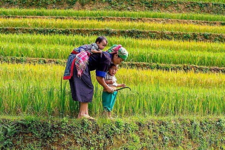 ハノイからの場合: エスニックホームステイでサパリアル体験1泊2日