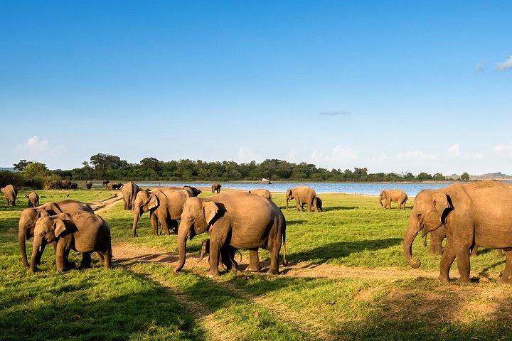 Visite privée de Yala Safari au départ de Colombo/Negombo (Leopard Safari)