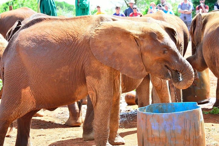 Elephant Orphanage & Giraffe Centre Tour