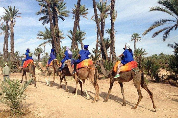 Sunset Tour & Dromedary Ride At Palm Grove Of Marrakech