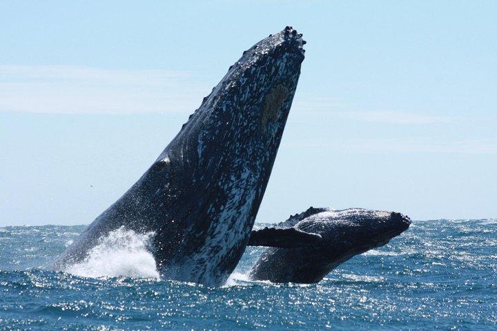 Small-Group Whale Watching Zodiac Boat Cruise i Cabo San Lucas