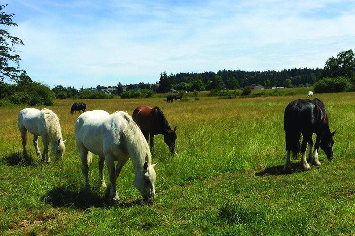 Tour di 45 minuti dal parco