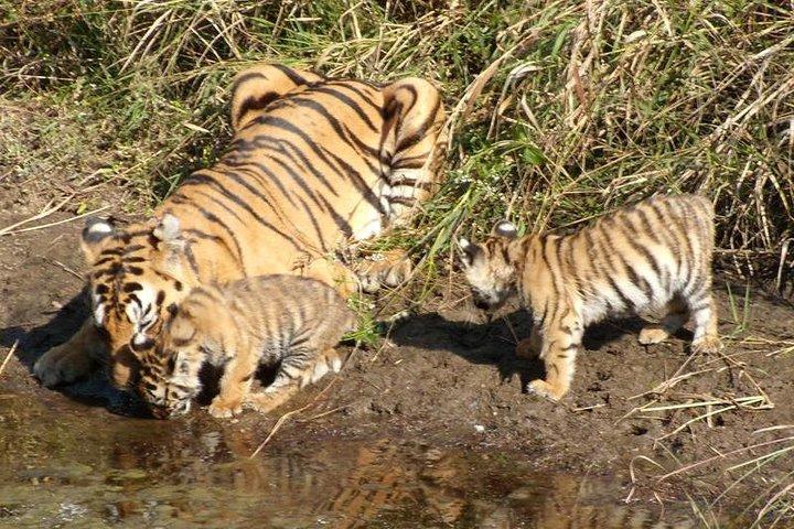 Excursão diária de Delhi a Ranthambore