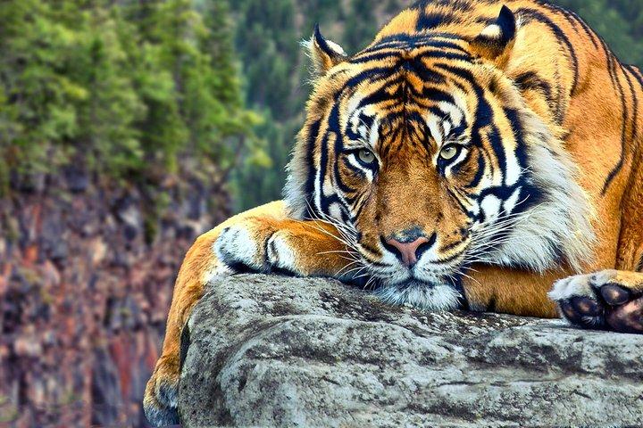 Excursão diária de Delhi a Ranthambore