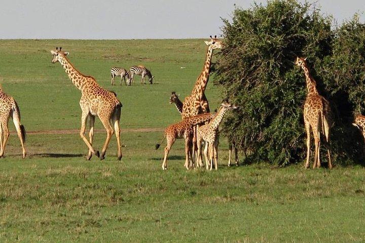 7-daagse reisroute door Masai Mara, Nakuru, Amboseli, beide Tsavo eindigend Mombasa