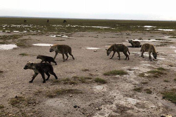 7-daagse reisroute door Masai Mara, Nakuru, Amboseli, beide Tsavo eindigend Mombasa