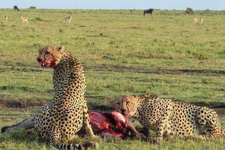 7-daagse reisroute door Masai Mara, Nakuru, Amboseli, beide Tsavo eindigend Mombasa
