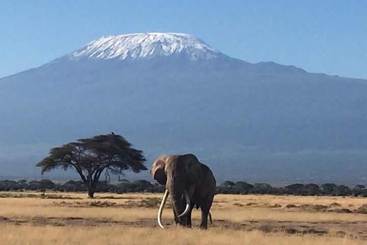 7-daagse reisroute door Masai Mara, Nakuru, Amboseli, beide Tsavo eindigend Mombasa