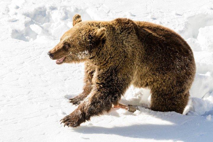 Tour privato dello zoo di Ranua