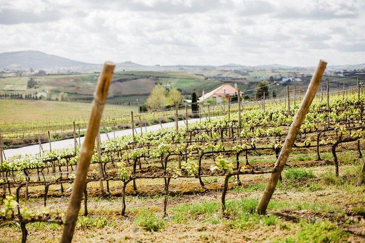 Dagstur Lissabon vinsmagning - Privat tur