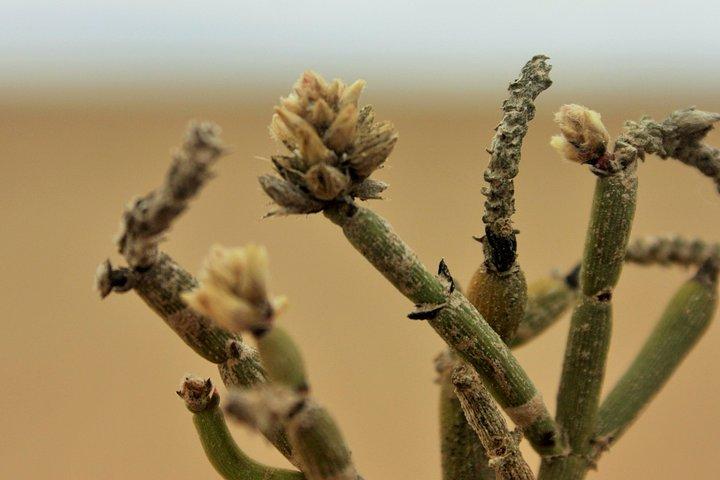 Pelgrim Tours - Moon Landscape & Welwitschia Mirabilis Tour