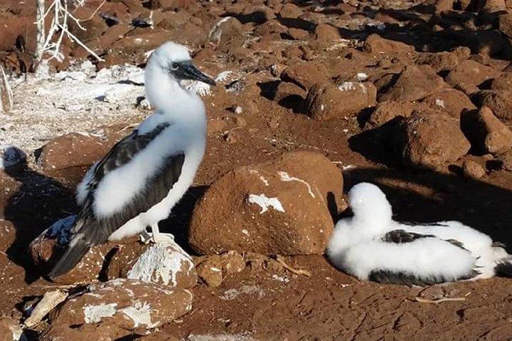 Giro delle isole Galapagos (Santa Cruz, San Cristobal e Isabela)