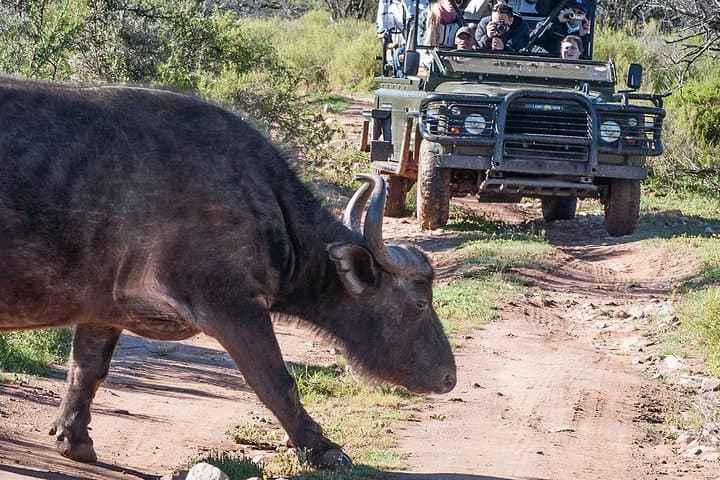 2 Day South African Wildlife Tour with 4x4 Safari from Cape Town