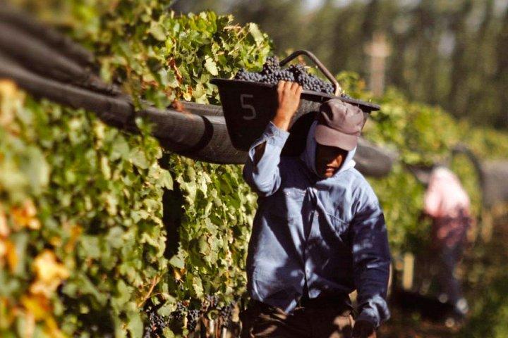 Route des vins du Sud