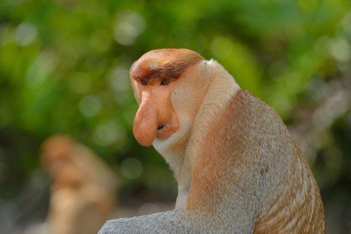 Labuk Proboscis, Sepilok, Sun Bear, Sandakan City Tour & Frokost