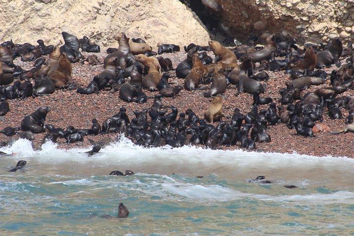 Ballestas Island Tour観光ボート