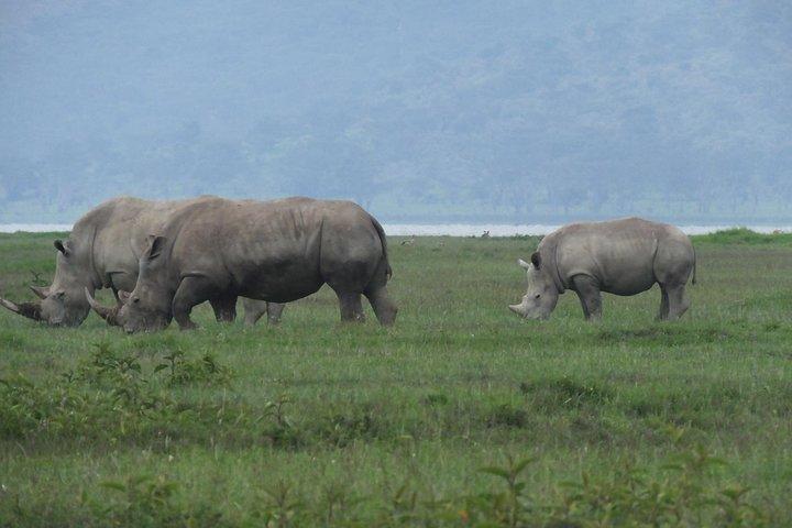 Dagstur Lake Nakuru National Park