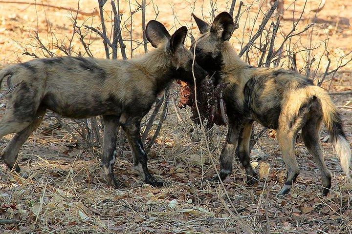 Da Victoria Falls a Chobe Day Game Safari