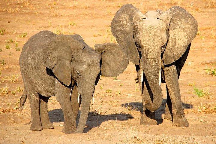 Da Victoria Falls a Chobe Day Game Safari