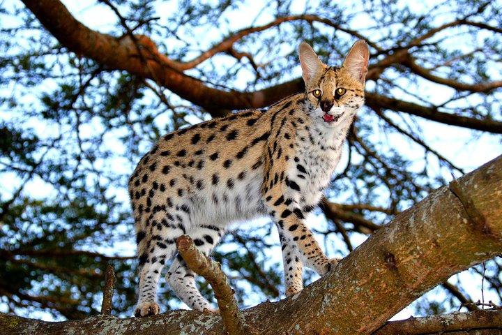 ダーバンからのシュシュルウェ サファリ & エムドネニ ワイルド キャット プロジェクト デイ ツアー