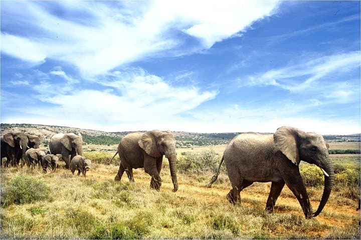 One-Way Hop-on Hop-off Bus from Cape Town to Port Elizabeth