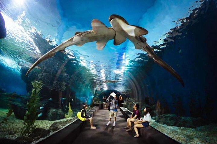 Ingresso SEA LIFE Ocean World em Bangkok
