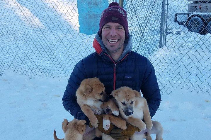 フェアバンクスで冬の犬ぞり1時間