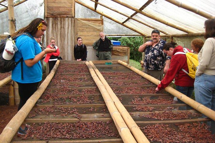 Mindo Cloud Forest Private Tagestour und Schokoladenfabrik