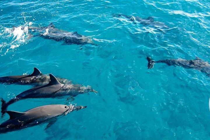 ナイロビ発マサイマラ、セレンゲティ、ザンジバルツアー14日間